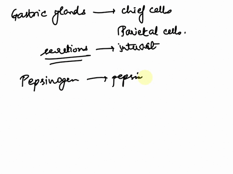 the-gastric-glands-in-the-stomach-contain-chief-cells-and-parietal-cells-a-state-the-function-of-each-of-the-cells-by-listing-their-secretions-b-explain-how-their-secretions-interact-with-on-72747