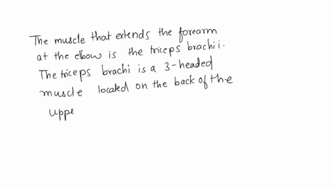 which-of-the-following-muscles-extends-the-forearm-at-the-elbow-97459