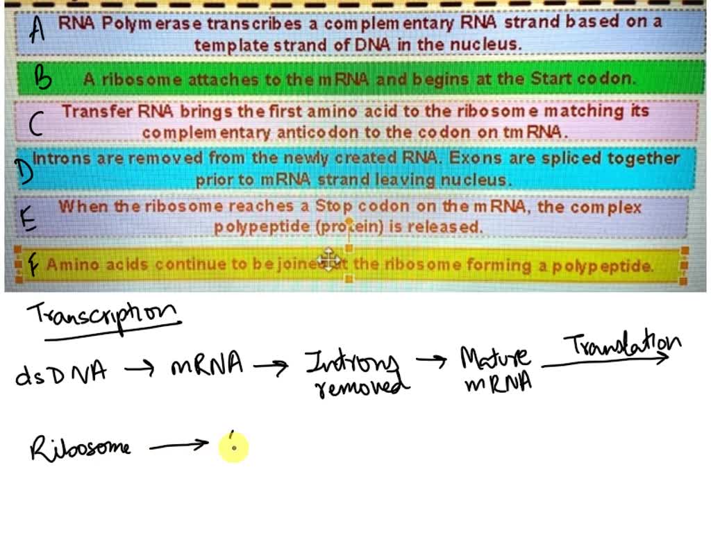 Pre Mrna Processing The Shocking Step That Starts Translation - q6ysct1