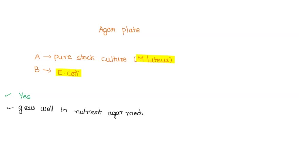 SOLVED At the end of the incubation period agar plates inoculated with