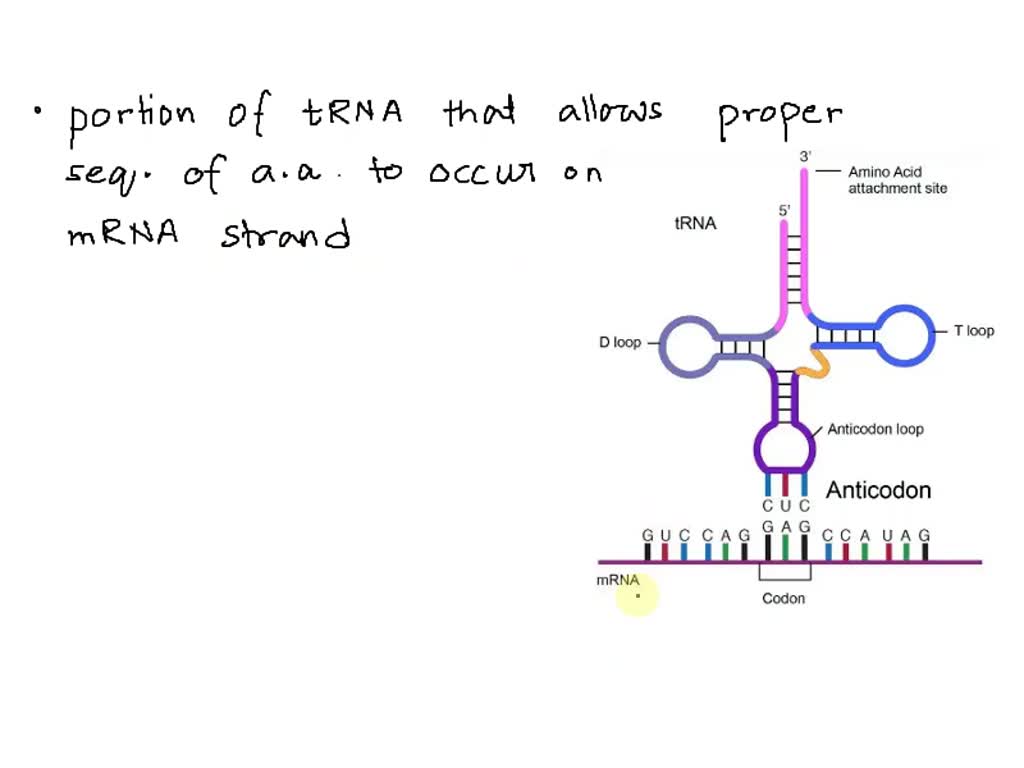 Trna Single Stranded SOLVED: The portion of the tRNA that permits proper sequencing of amino ...