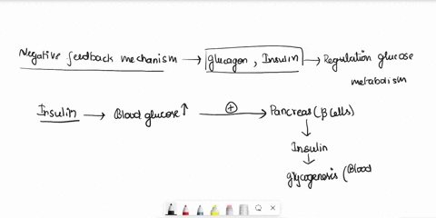 pancreatic-hormones-regulate-blood-glucose-level-in-our-body-the-hormones-that-involve-in-this-regulation-are-glucagon-and-insulin-explain-the-negative-feedback-regulation-of-the-secretion-o-21427