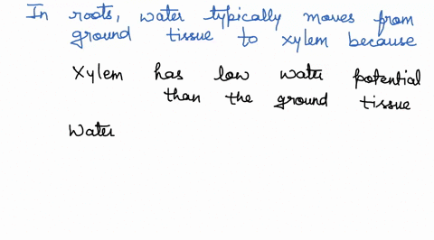 1-in-roots-water-typically-moves-from-the-ground-tissue-to-the-xylem-because-group-of-answer-choices-the-endodermis-has-many-atp-dependent-water-pumps-the-xylem-has-greater-pressure-than-gro-50724