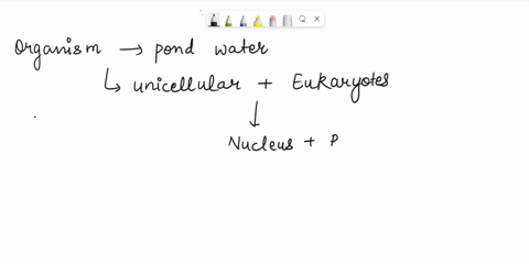 while-examining-a-drop-of-pond-water-under-the-microscope-you-find-a-unicellular-organism-with-a-nucleus-the-cell-contains-structures-indicating-that-the-organism-can-perform-photosynthesis-34455