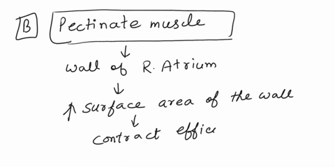 which-of-the-following-structures-are-found-in-the-atria-of-the-heart-a-trabeculae-carnea-b-pectinate-muscles-c-skeletal-muscle-d-papillary-muscles-25613