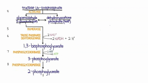 glucore-phosphate-giucore-glycolysis-fructore-6-phoephate-fructore-18-biphosphate-glyceraldehyde-3-phosphate-dlhydrory-acetone-phoaphate-2-13-biphosphoglycerate-3-phosphoglycerate-2-phosphog-18548