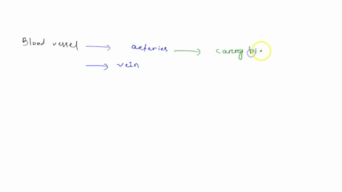 course-home-chapter-19-quiz-pal-cadaver-cardiovascular-system-blood-vessels-identify-the-highlighted-vessel-29282