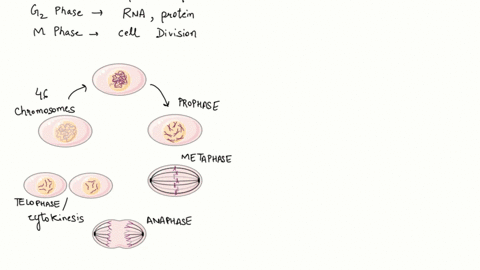compare-and-contrast-mitosis-and-meiosis-in-the-human-with-the-following-matching-questions-a-mitosis-b-meiosis-c-both-mitosis-and-meiosis-____-produces-somatic-cells-____-produces-4-daughte-00547