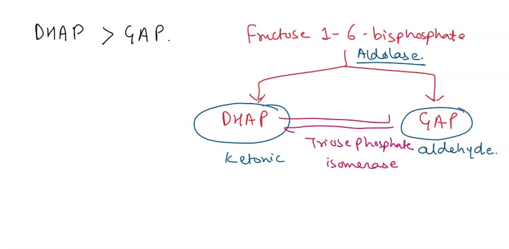 SOLVED: Glycolysis Reaction #5, at equilibrium, there is far more DHAP ...