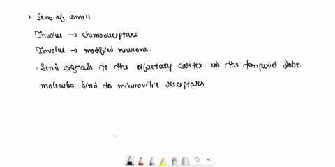 compare-and-contrastthe-senses-of-taste-and-smell-by-dragging-the-choices-below-into-one-or-both-of-the-categories-sense-of-smell-sense-of-aste-involves-chemoreceptors-involves-chemoreceplor-41686