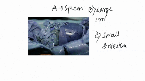 question-7-identify-the-structures-at-the-pointer-a-b-choose-spleen-large-intestine-small-intestine-liver-lung-heart-20426