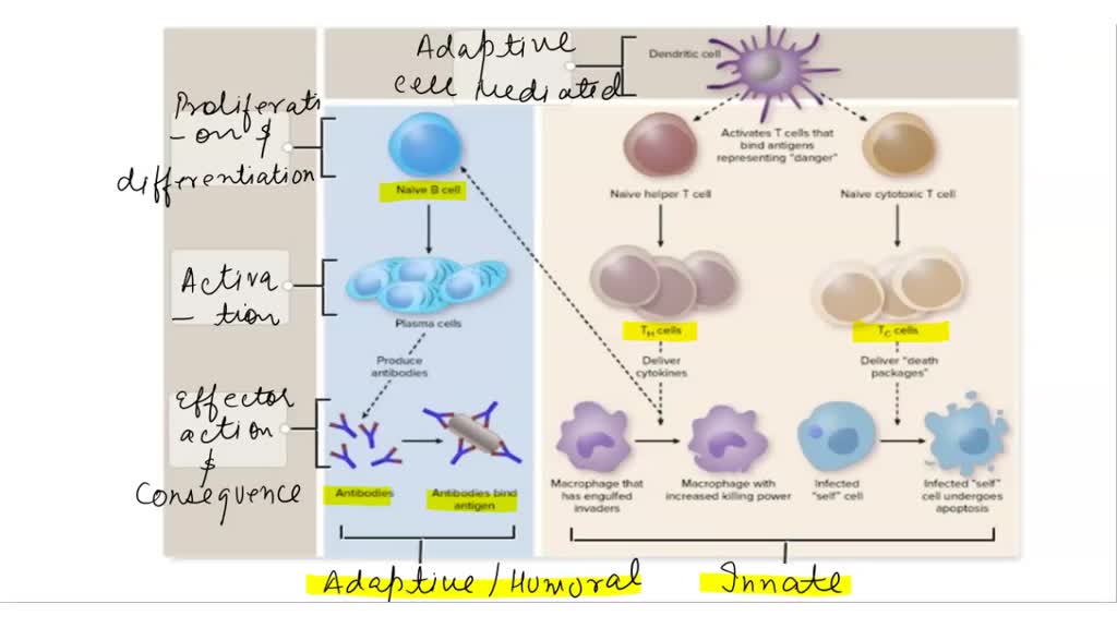 SOLVED Types of Immunity and Events in Humoral and CellMediated
