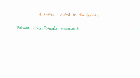 pick-four-4-bones-that-are-distal-to-the-femur-group-of-answer-choices-patella-tibia-tarsals-pelvis-metatarsals-60036
