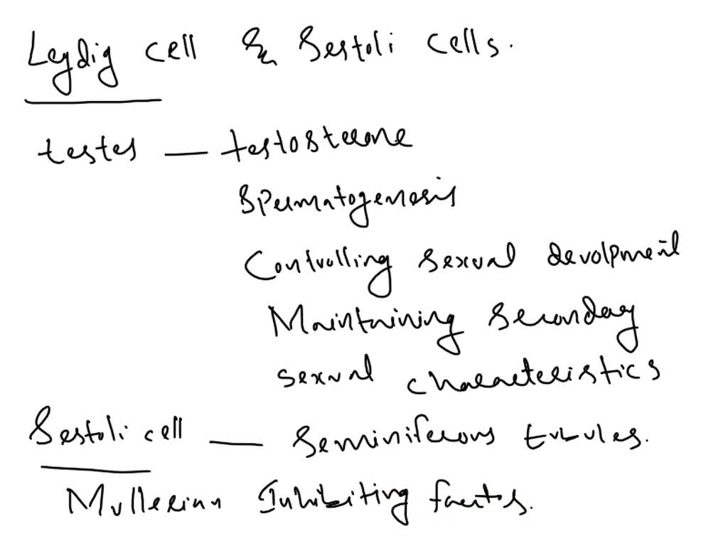 SOLVED: Explain the roles of the Leydig and Sertoli cells within the ...