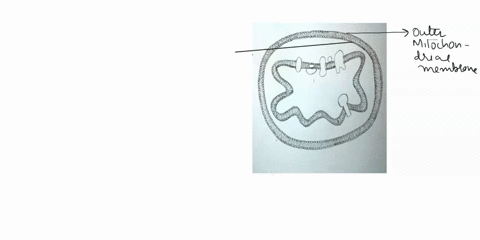 identify-the-regions-and-structures-of-the-mitochondrion-dally-activity-93-practice-address-the-following-questions-by-labeling-vour-responses-on-the-diagram_-identity-where-what-molecuic-ee-27873