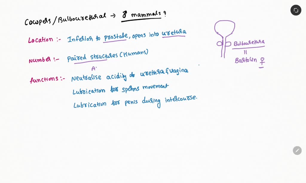 SOLVED What will happen, if cowper's glands are removed from male mammals?