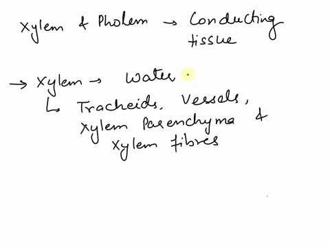 xylem-transports-while-phloem-transports-water-sideways-hormones-downward-sugars_-in-multiple-directions_-water-downward-water-upwards-sugars-in-multiple-directions-water-upward-water-downwa-92166
