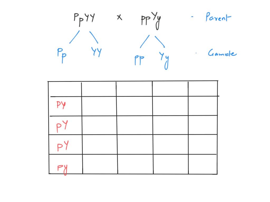 SOLVED: In pea plants, purple flowers (P) are dominant to white (p ...