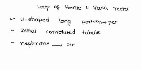 why-are-the-loop-of-henle-and-vasa-recta-important-for-the-formation-of-concentrated-urine-90702