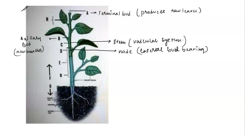 VIDEO solution: 10 Aprlied Botany WORKSHEET I-2 EXERCISE C: PLANT ...