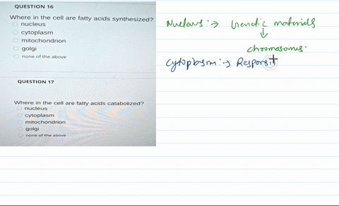 question-16-where-in-the-cell-are-fatty-acids-synthesized-nucleus-cytoplasm-mitochondrion-golgi-none-of-the-above-question-17-where-in-the-cell-are-fatty-acids-catabolized-nucleus-cytoplasm-61285