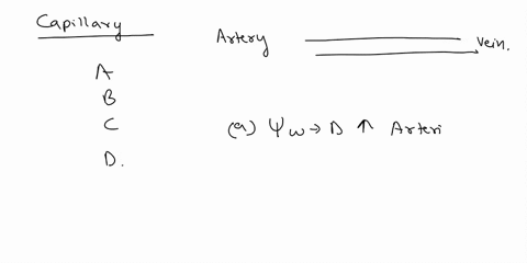 the-diagram-below-shows-capillary-and-labels-four-locations-a-b-c-and-d-artery-vein-which-statement-are-correct-the-water-potential-at-d-would-be-higher-than-a-the-osmotic-potential-at-b-wou-98896