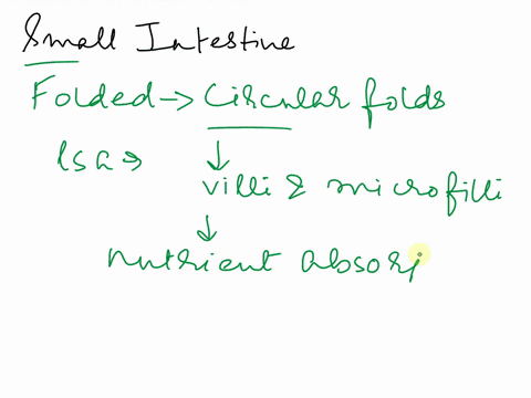 the-small-intestine-is-the-principal-site-of-nutrient-absorption-what-characteristics-does-this-organ-possess-describe-the-transport-pathways-and-processes-present-in-the-small-intestine-58389