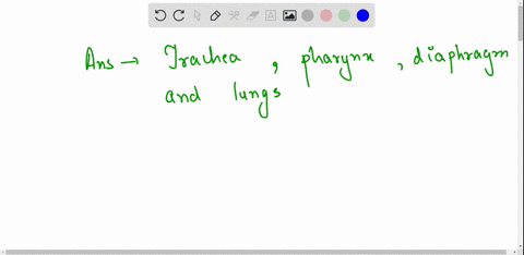 the-trachea-pharynx-diaphragm-and-lungs-are-all-____________-that-belong-to-respiratory-system-85788