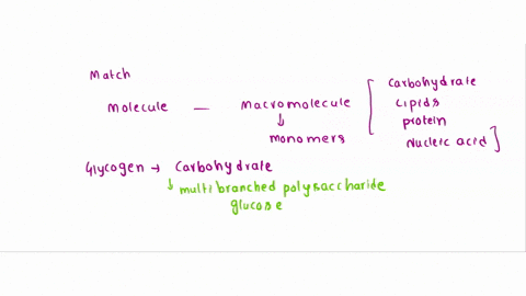 match-the-molecule-with-its-class-of-macromolecule-choose-lipid-nucleic-acid-protein-carbohydrate-cholesterol-rna-choose-bene-trielyceride-choosc-entyme-choose-ckoose-chitin-chocce-previqus-98044