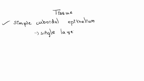 histology-essay-question-answer-in-the-text-box-observe-the-microscopic-images-to-answer-the-following-questions-1-ldentify-the-tissue-type-with-detailed-full-name-15-point-2-describe-the-hi-58586