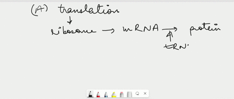 the-presence-of-a-start-codon-indicates-the-initiation-of-whichprocess-a-translation-b-protein-synthesis-c-translocation-d-dna-replication-90173
