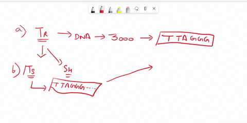 a-what-dna-sequences-are-found-at-the-telomeres-of-human-chromosomes-b-what-functions-do-the-two-tel-60196