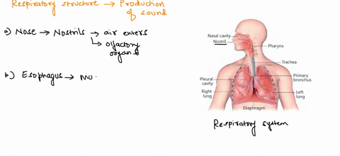which-respiratory-structure-is-used-to-produce-sound-nose-esophagus-glottis-pharynx-larynx-70797