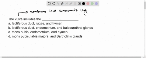 the-vulva-includes-the-____________________-a-lactiferous-duct-rugae-and-hymen-b-lactiferous-duct-en-14352