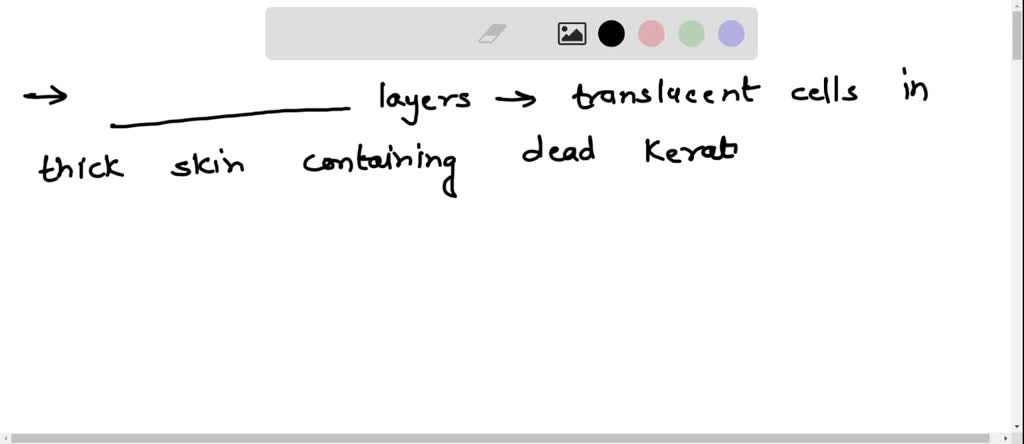 SOLVED: The epidermis is the most superficial layer of the skin. It is