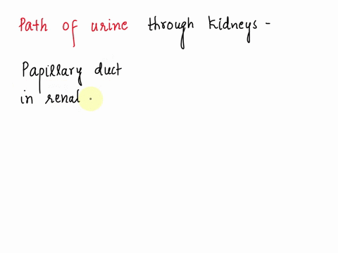 urine-leaves-the-papillary-collecting-duct-and-enters-the-select-one-aureters-b-minor-caylx-c-renal-pelvis-d-major-caylx-64244
