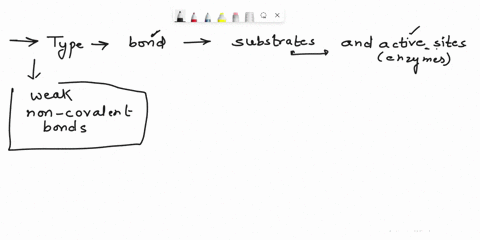 enzymes-and-kinetics-11-4-pts-what-types-of-bonds-are-formed-between-substrates-and-active-sites-12-8-pts-briefly-describe-four-mechanisms-used-by-enzymes-to-accelerate-reactions-metabolism-94313