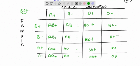 complete-dihybrid-punnett-square-where-each-parent-is-heterozygous-for-both-the-blood-type-and-the-rh-factor-father-is-a-and-mother-is-b-once-you-complele-the-punnett-square-identify-and-iis-14514