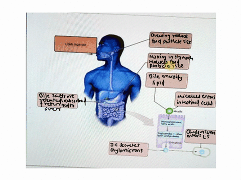 the-processes-of-the-catabolism-of-lipids-parta-orag-the-labels-to-the-appropriate-location-in-the-figure-intestinal-cells-secrete-chylomicrons-into-the-isf-by-exocytosis-lipids-ingested-mic-80768