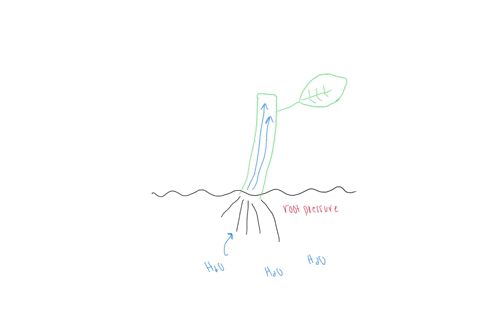the-attraction-of-water-molecules-to-other-kinds-of-molecules-is-called-________________-which-force-helps-pull-the-water-up-the-xylem-________________-a-adhesion-root-pressure-b-capillary-action-adhe
