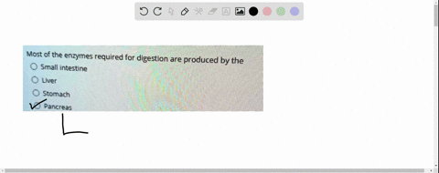 most-of-the-enzymes-required-for-digestion-are-produced-by-the-small-intestine-liver-stomach-pancreas-33863