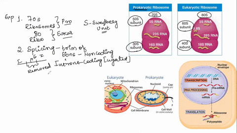 which-of-the-following-best-matches-the-description-a-prokaryote-b-eukaryote-c-prokaryote-and-eukaryote-1-70s-ribosome-__________________-2-splicing-_______________________________________-3-95996