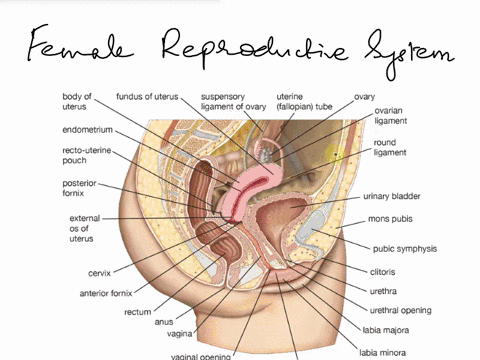 drag-the-appropriate-labels-to-their-respective-targets-drag-the-appropriate-labels-to-their-respective-targets-reset-help-uterine-tube-suspensory-ligament-uterus-fimbriae-ovary-vagina-infun-44736