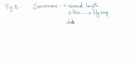 iwhich-of-the-figures-below-shows-maximum-tension-in-the-skeletal-muscle-when-sarcomeres-are-at-nor7nal-resting-length-answcr-75365