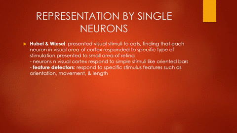how-has-the-question-of-how-different-perceptions-can-be-represented-by-neurons-been-answered-consid-30972