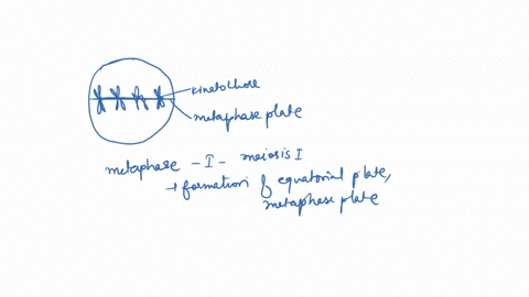 in-a-diploid-cell-2n-8-how-many-chromatids-are-present-during-metaphase-ii-a-2-b-8-c-6-d-4-87943