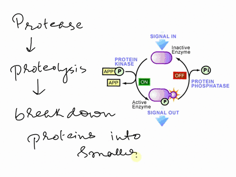 when-a-typical-protease-not-from-the-ubiquitin-system-is-synthesized-by-the-ribosomeit-generally-is-in-an-inactive-form-until-it-is-moved-to-the-organelle-in-which-it-operates-describe-two-o-15584