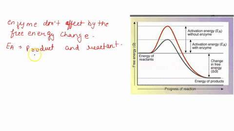 draw-diagram-of-enzyme-function-with-and-without-enzymes-for-the-reaction-a-b-transition-state-c-d-energy-on-the-diagram-show-1-show-is-the-free-energy-of-the-reactants-using-horizontal-line-77346