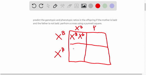 predict-the-genotypic-and-phenotypic-ratios-in-the-offspring-if-the-mother-is-bald-and-the-father-is-not-bald-perfrom-a-cross-using-a-punnett-square-64577
