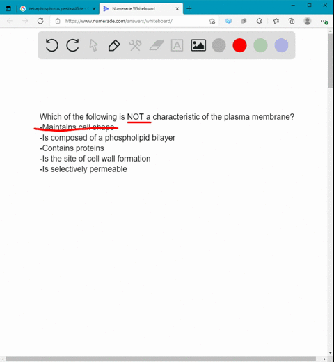 which-of-the-following-is-not-a-characteristic-of-the-plasma-membrane-group-of-answer-choices-maintains-cell-shape-is-composed-of-a-phospholipid-bilayer-contains-proteins-is-the-site-of-cell-29183